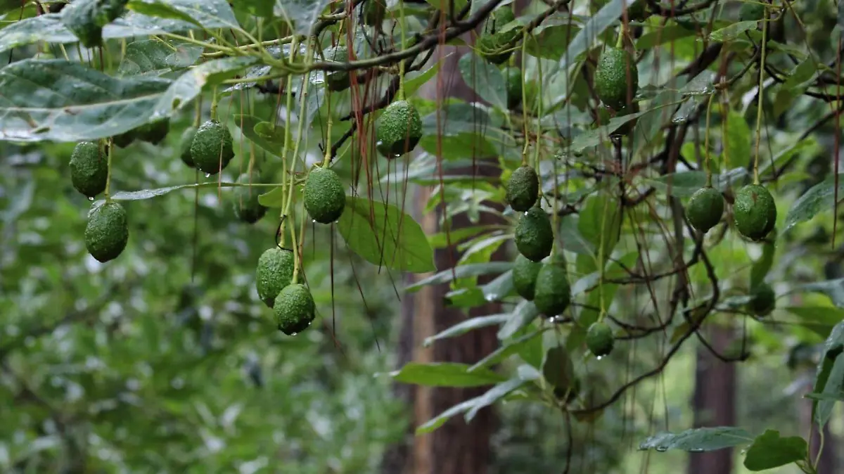 Árbol de aguacate en Michoacán